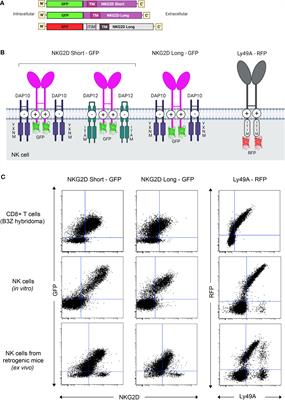Nanoscale Colocalization of NK Cell Activating and Inhibitory Receptors Controls Signal Integration